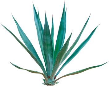 Agave